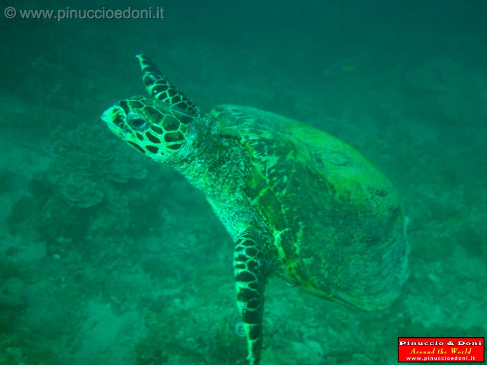 Djibouti - Diving a Djibouti - 40.jpg